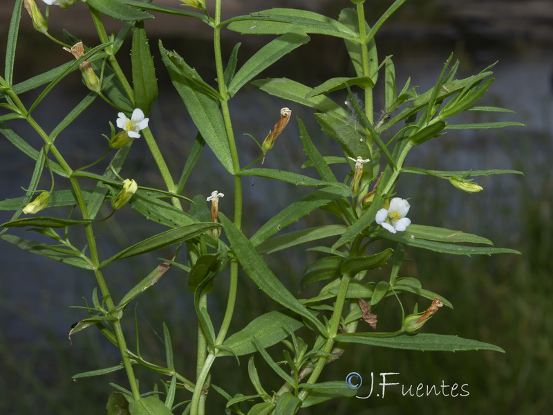 Gratiola officinalis.11