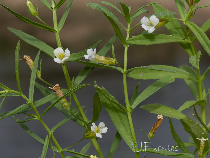 Gratiola officinalis.12