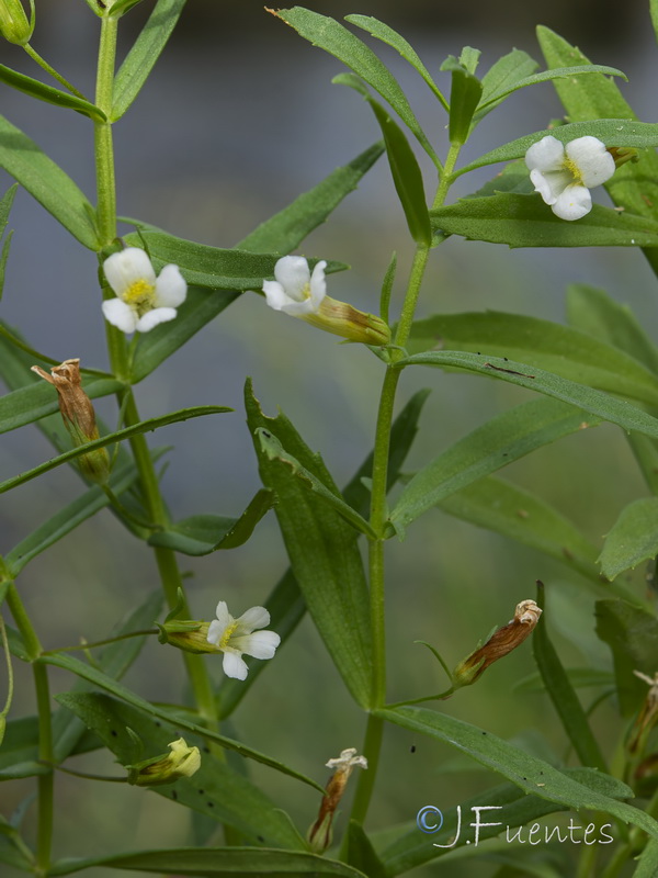 Gratiola officinalis.13