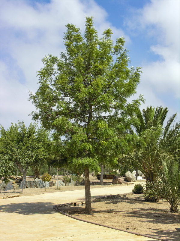 Grevillea robusta.01