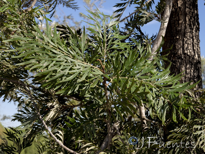 Grevillea robusta.02