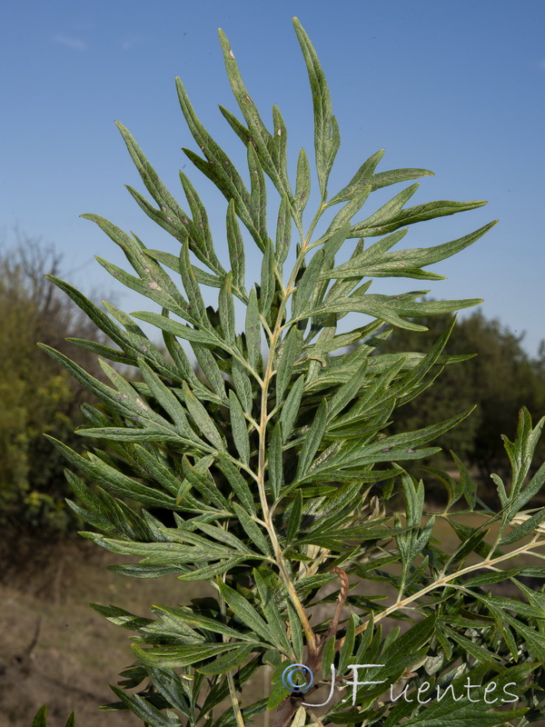 Grevillea robusta.03