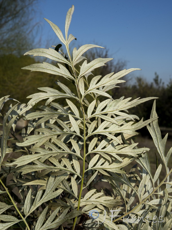 Grevillea robusta.04