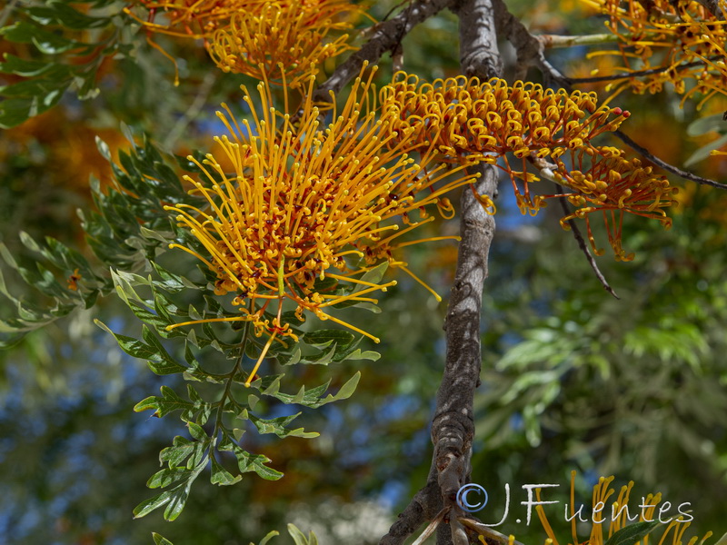 Grevillea robusta.13