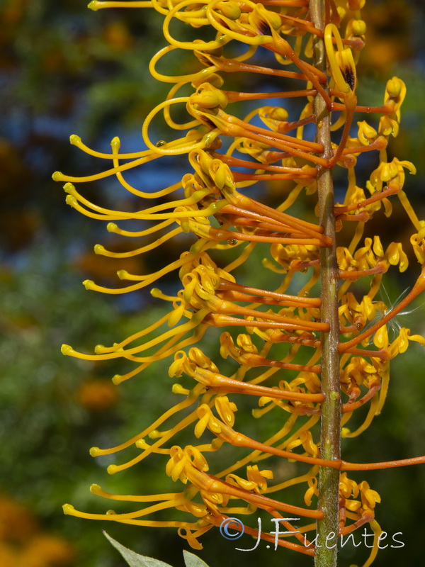 Grevillea robusta.15