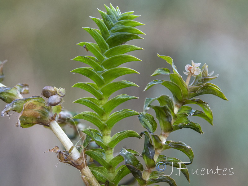 Groenlandia densa.06