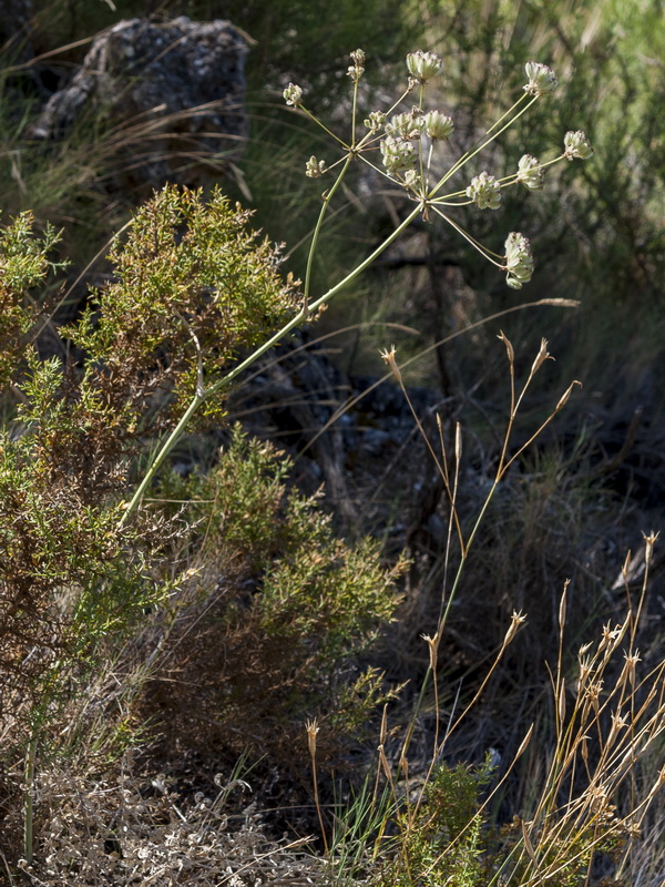 Guillonea scabra canescens.01