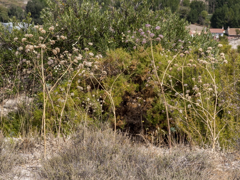 Guillonea scabra canescens.02