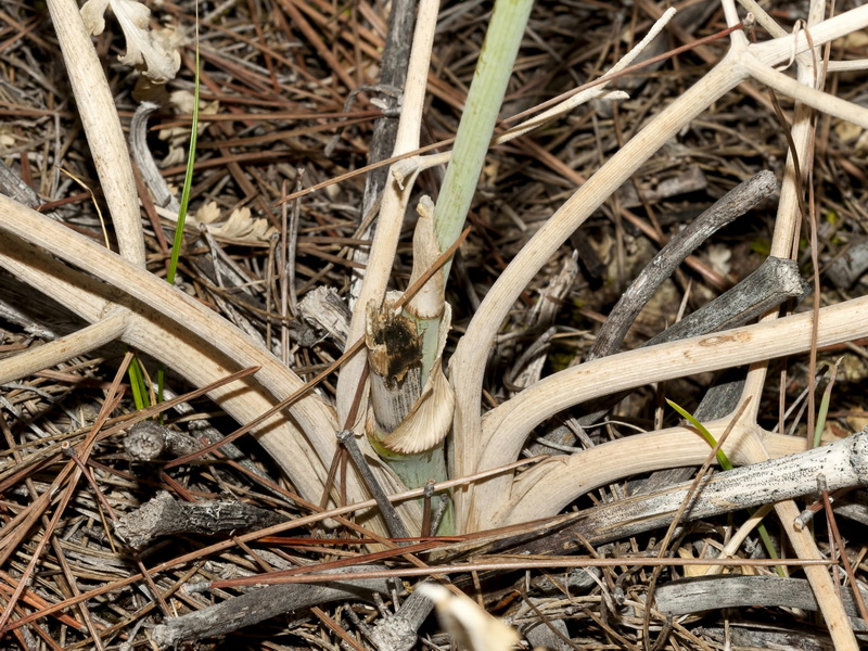 Guillonea scabra canescens.03