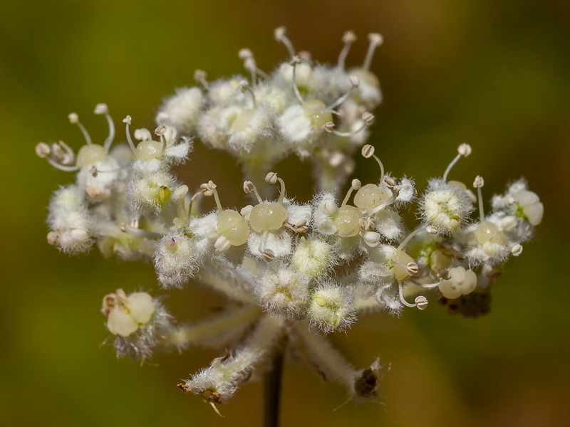 Guillonea scabra canescens.12