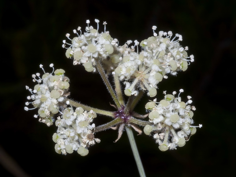 Guillonea scabra canescens.19