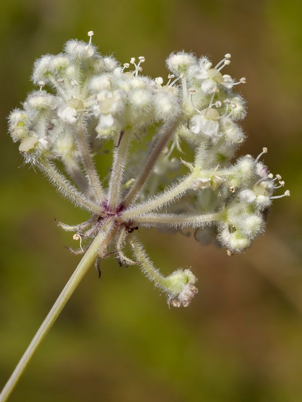 Guillonea scabra canescens.20