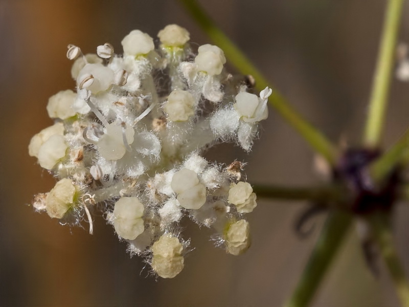 Guillonea scabra canescens.21