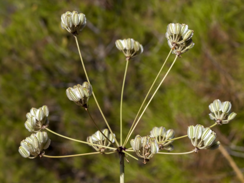 Guillonea scabra canescens.22