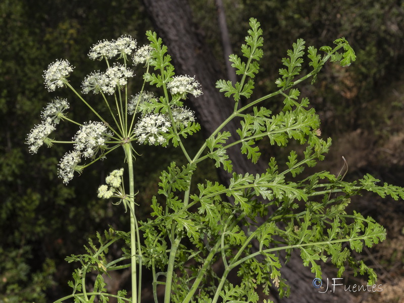 Guillonea scabra canescens.27