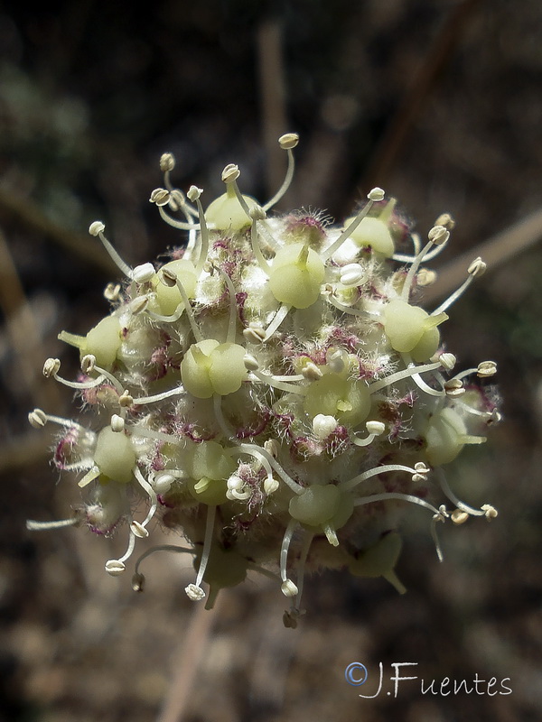 Guillonea scabra canescens.31