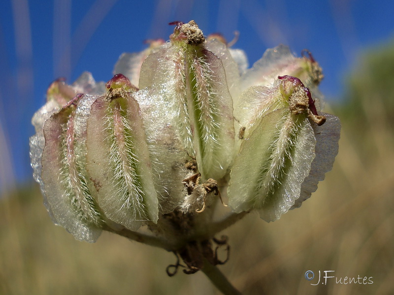 Guillonea scabra canescens.33