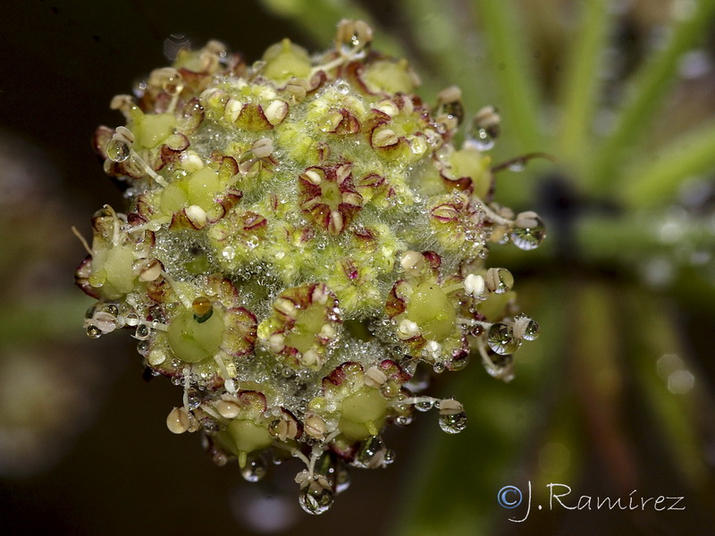 Guillonea scabra canescens.34