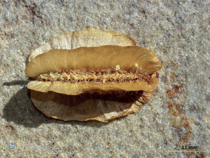 Guillonea scabra canescens.38