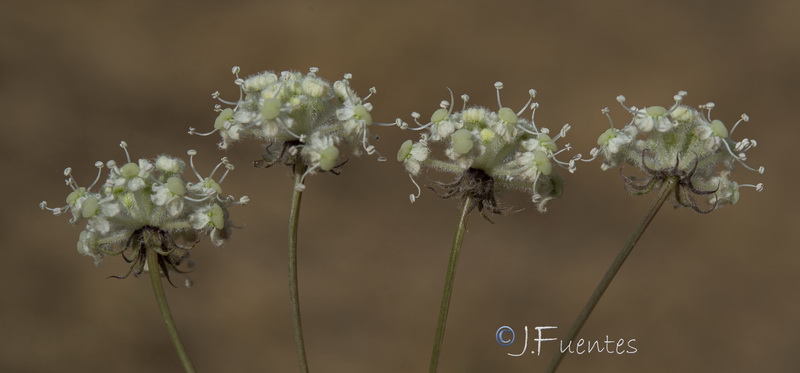 Guillonea scabra canescens.40
