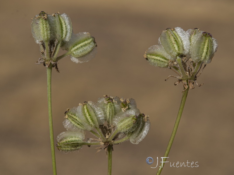 Guillonea scabra canescens.43