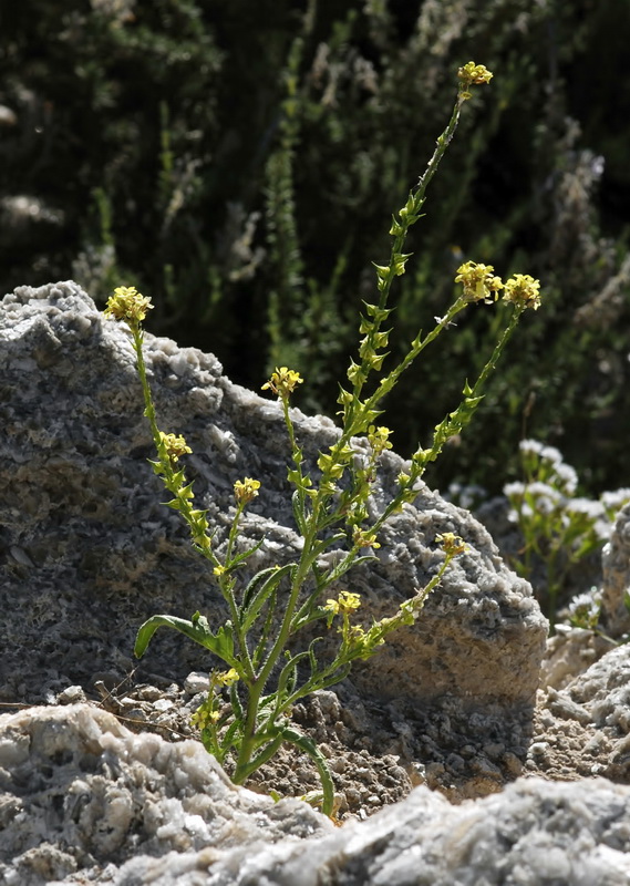 Guiraoa arvensis.01