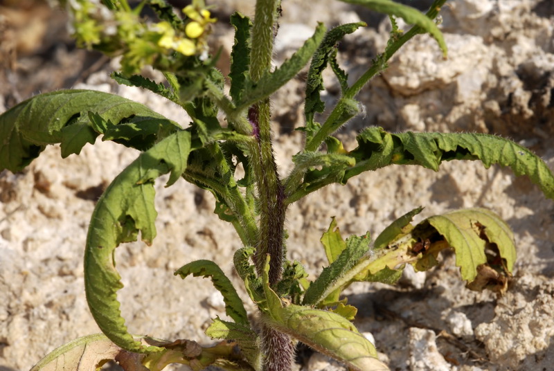 Guiraoa arvensis.03