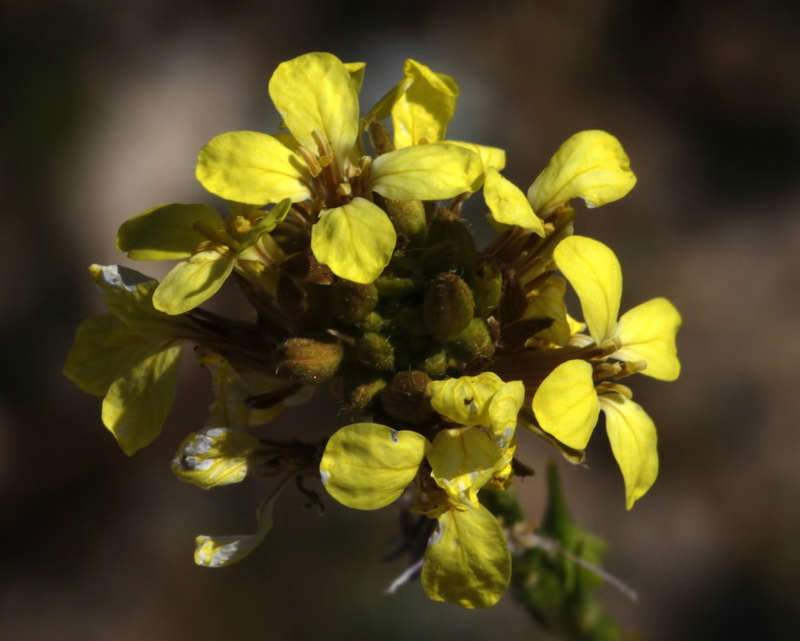Guiraoa arvensis.04