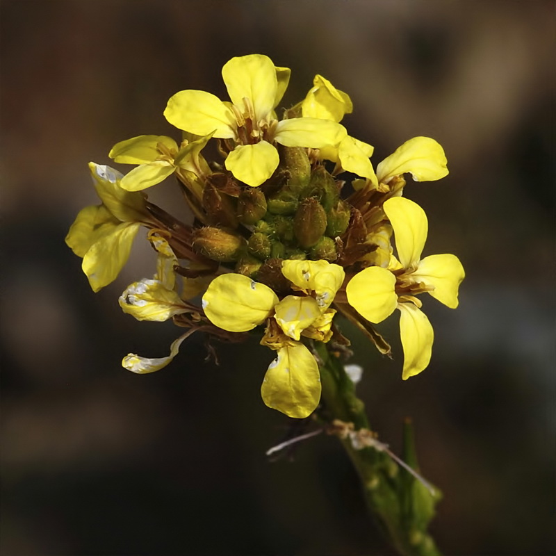 Guiraoa arvensis.05