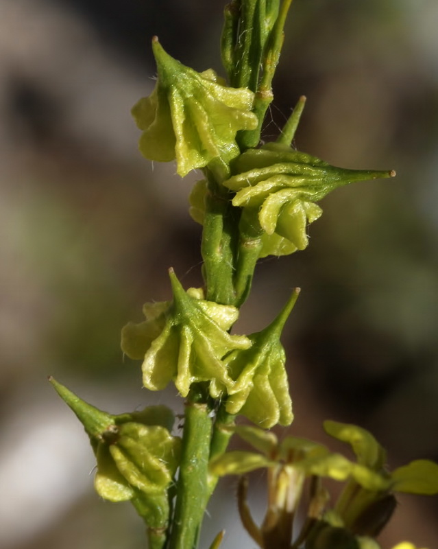 Guiraoa arvensis.06