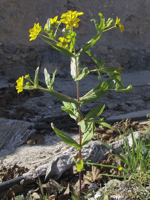Guizotia abyssinica.01