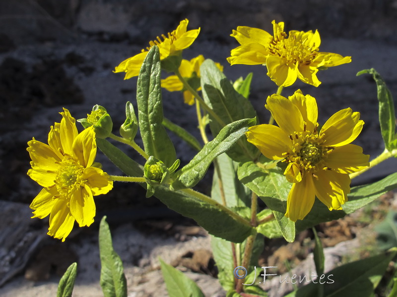Guizotia abyssinica.02