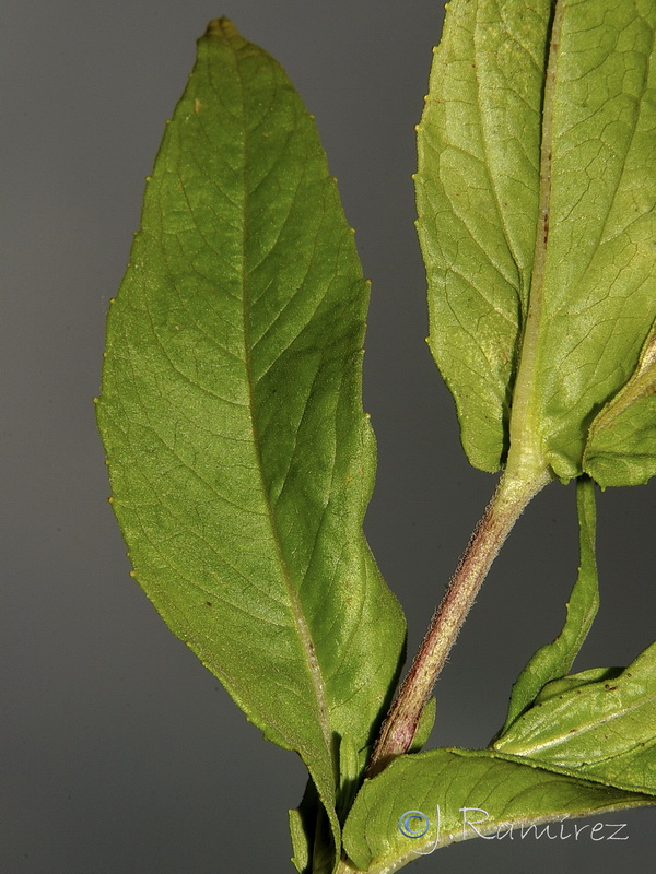 Guizotia abyssinica.08