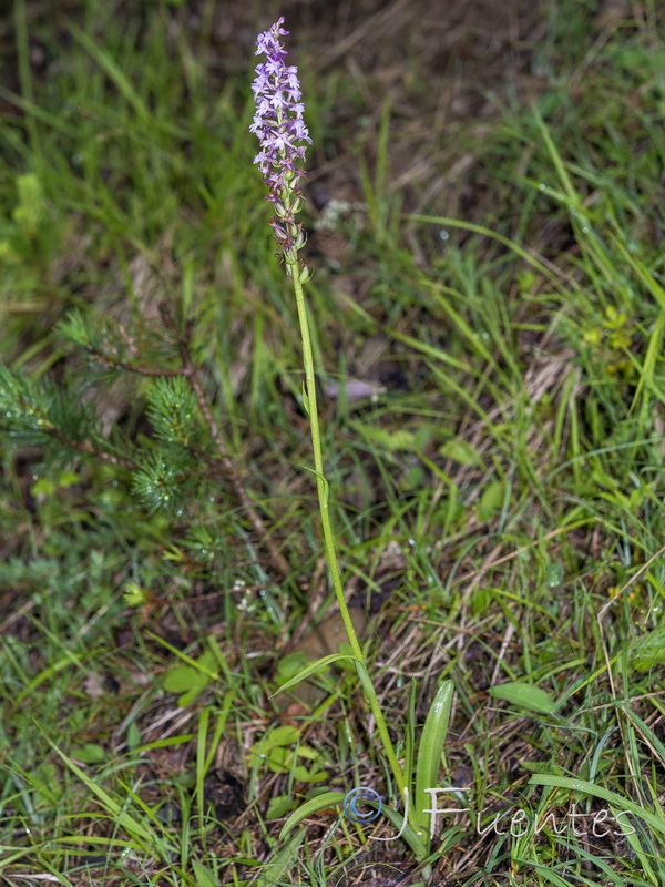 Gymnadenia conopsea.01