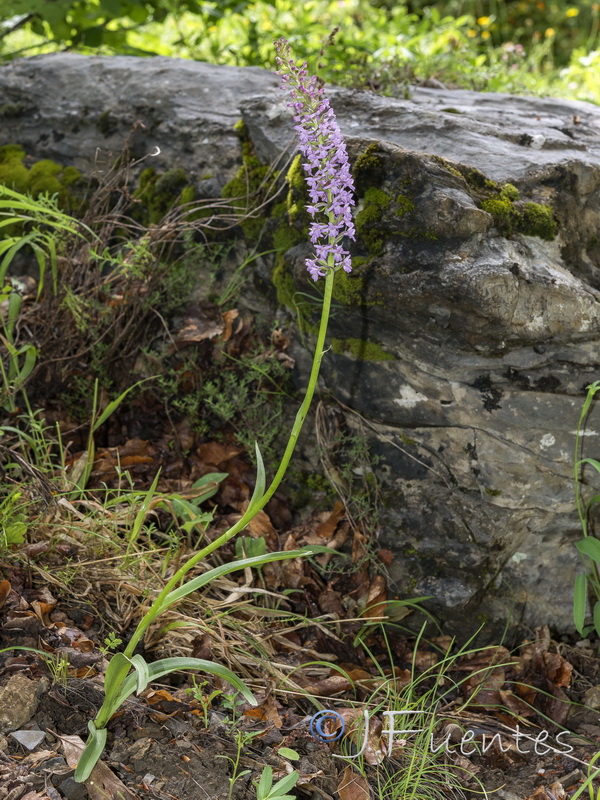 Gymnadenia conopsea.02