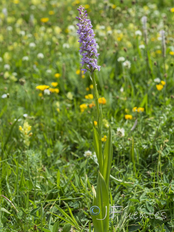 Gymnadenia conopsea.04