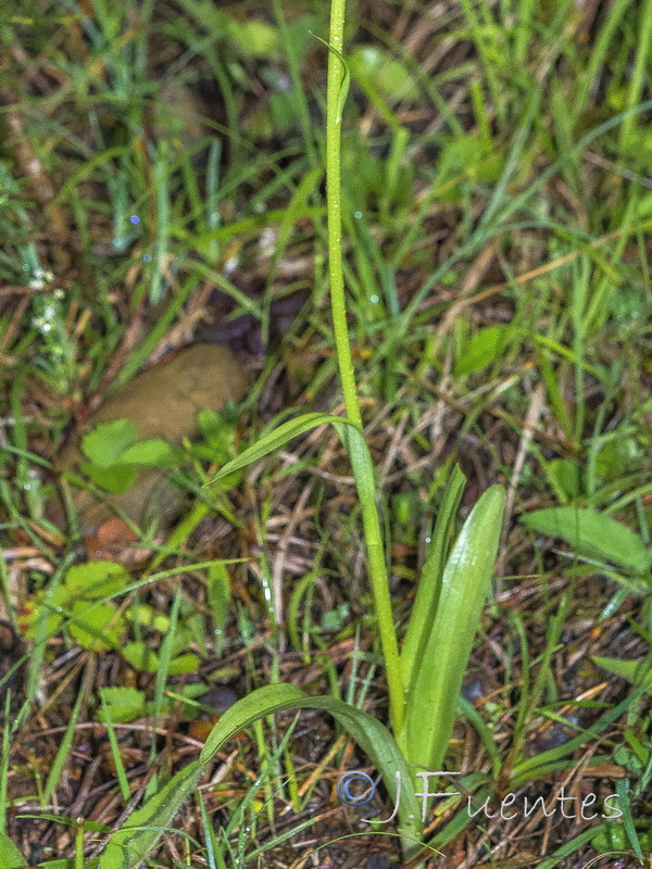 Gymnadenia conopsea.05