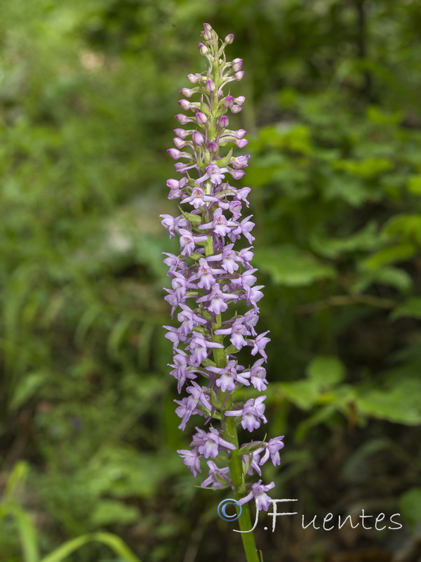 Gymnadenia conopsea.08