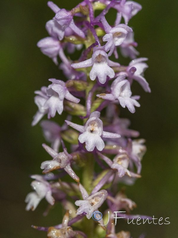 Gymnadenia conopsea.11