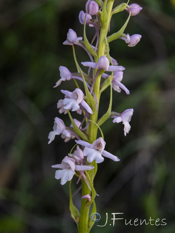 Gymnadenia conopsea.11