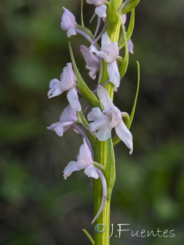 Gymnadenia conopsea.17