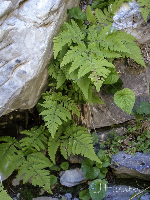 Gymnocarpium robertianum.02