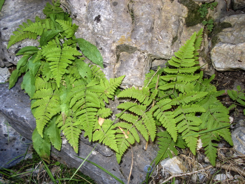 Gymnocarpium robertianum.03
