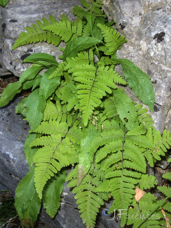 Gymnocarpium robertianum.06