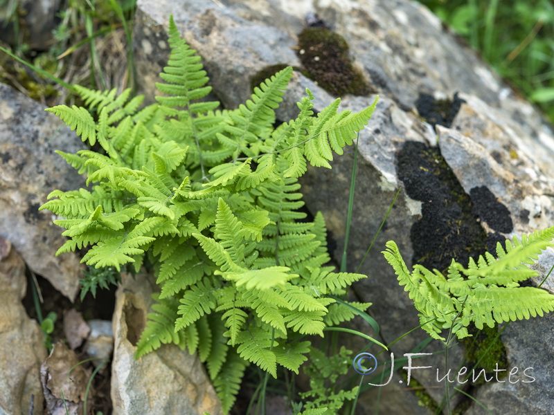 Gymnocarpium robertianum.10