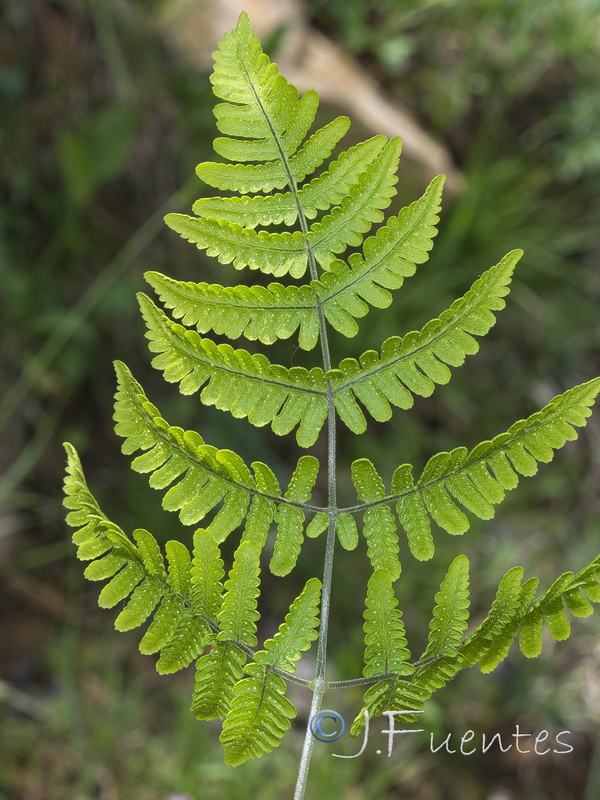 Gymnocarpium robertianum.14