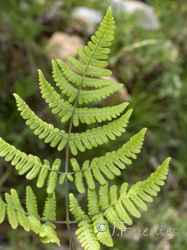 Gymnocarpium robertianum.15