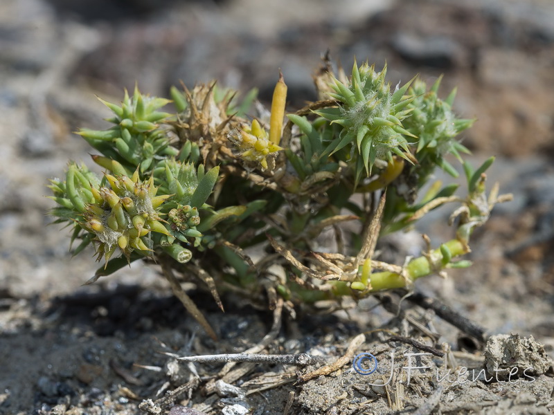 Gymnocarpus sclerocephalus.03