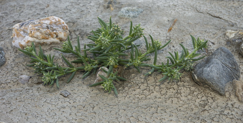 Gymnocarpus sclerocephalus.07