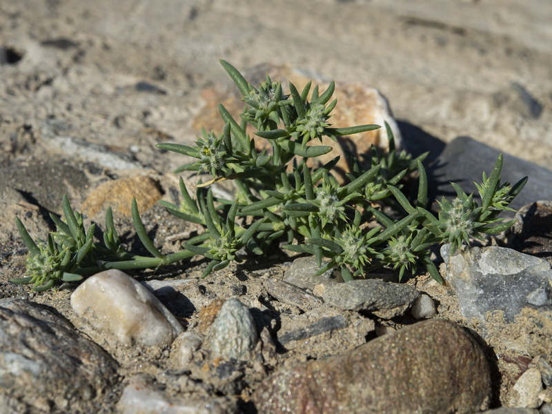 Gymnocarpus sclerocephalus.12